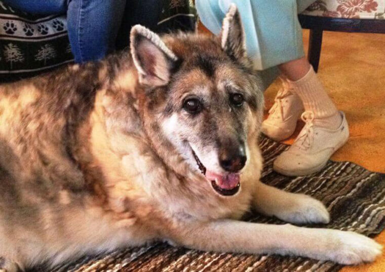 Shana Saved Her Elderly Owner From A Snowstorm