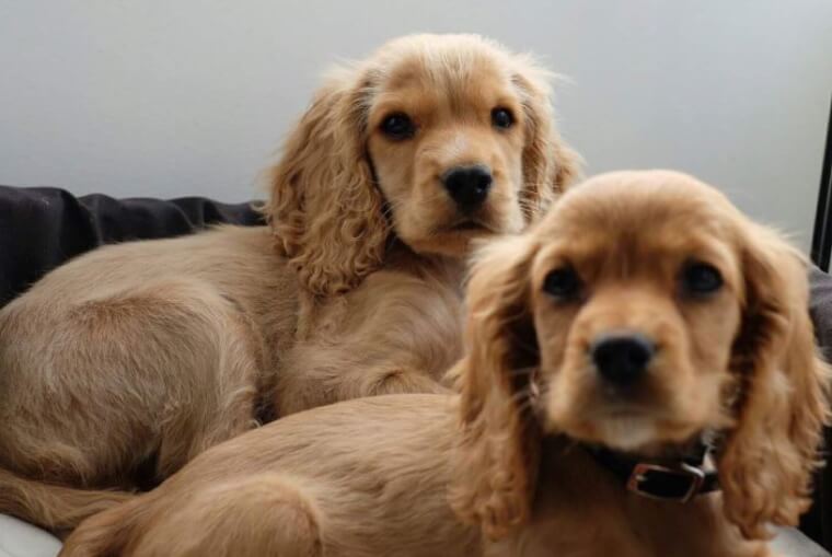 Five Months Old Honey Saves His Owner’s Life