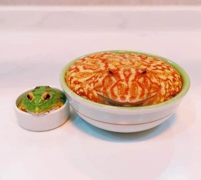 Care for Some Pasta and Guacamole?