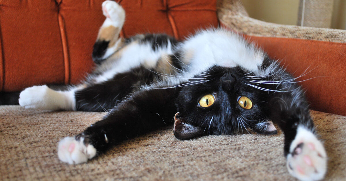 Funny Cat Behaviors That Just Can’t Be Explained