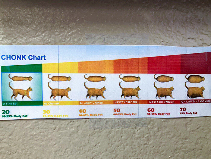 A Veterinarian's Way to Measure Chunk