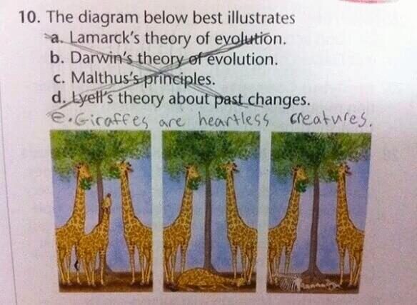 Giraffes Get a Bad Rap