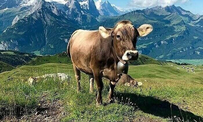 The Cow That Moved Out to a Private Island