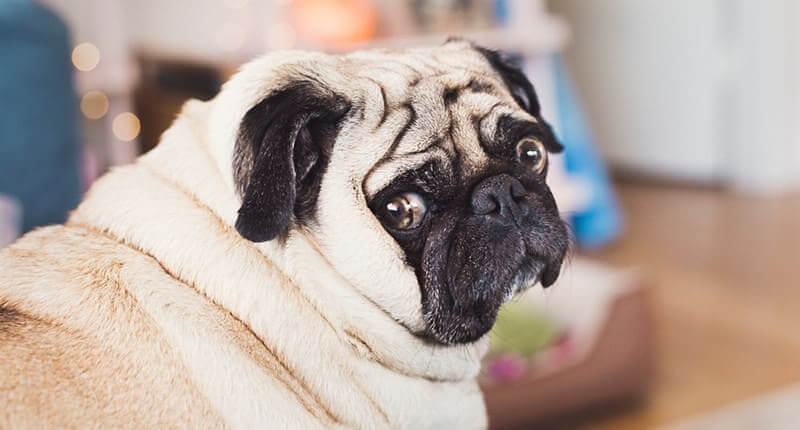 These Animals Prove That Being Chubby Makes You So Much Cuter