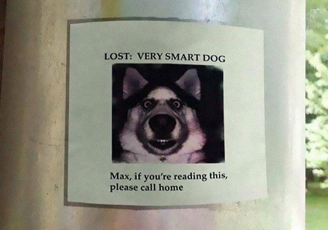 A Dog Too Smart for His Own Good