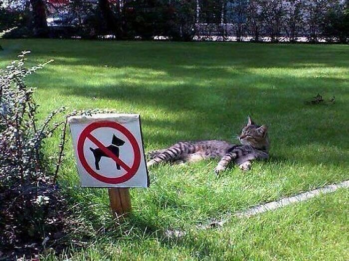 No Dogs Allowed at This Feline Field Party