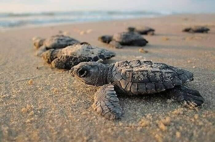 The Clean up That Allowed Thousands of Turtles to Be Born