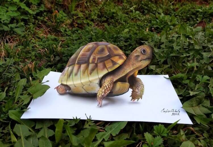 A Wild Tortoise