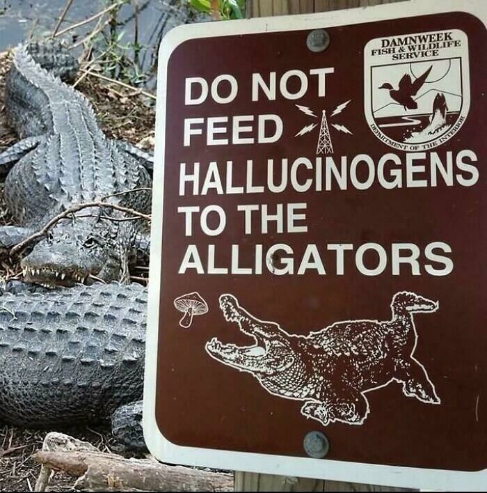 This Is a No Tripping Alligator Zone