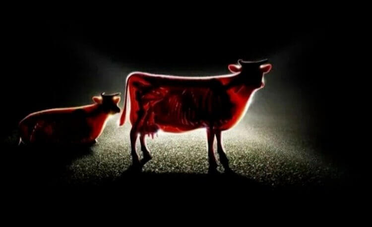 Oh Good, We Always Wondered What a Cow X-Ray Would Look Like