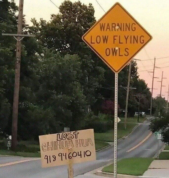 When Owls Attack: The Great Chihuahua Hunt