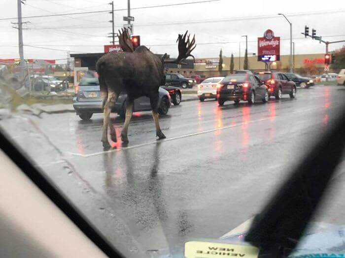 Meanwhile in Alaska