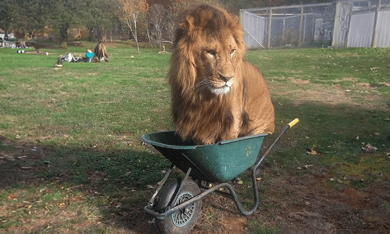 Lion’s Behaviour Around a Wheelbarrow Leads to an Unexpected Discovery